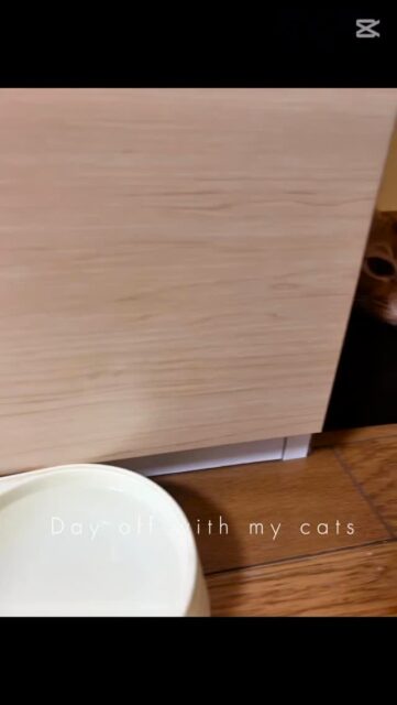 社長の休日シリーズ🐈
今日はずっと、愛猫と箱入り息子、箱入り娘ごっこをしていました。

#京都不動産 
#不動産京都
#不動産売買 
#不動産売買仲介
#町の不動産屋さん
#看板猫のいる店
#保護猫 
#保護猫きょうだい 
#保護猫がいる暮らし 
#看板猫エイト
#社長の休日 
#社長の休日シリーズ
#catlover 
#catstagram