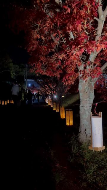 🍁2025.11.23 大御堂観音寺（普賢寺）ライトアップ🍁

弊社から車で3分の大御堂観音寺。
紅葉と和傘がライトアップされて幻想的で綺麗でした✨

#大御堂観音寺 
#大御堂観音寺ライトアップ 
#普賢寺 
#京田辺 
#京田辺市
#紅葉
#和傘
#国宝
#kyotanabe 
#京都不動産 
#町の不動産屋さん