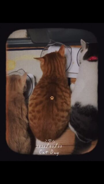 トップページ 🤍🐈2月22日猫の日🐈🤍
#猫の日
#せかいじゅうのねこがしあわせでありますように
#保護猫
#看板猫
#2月22日はにゃんにゃんにゃんの日