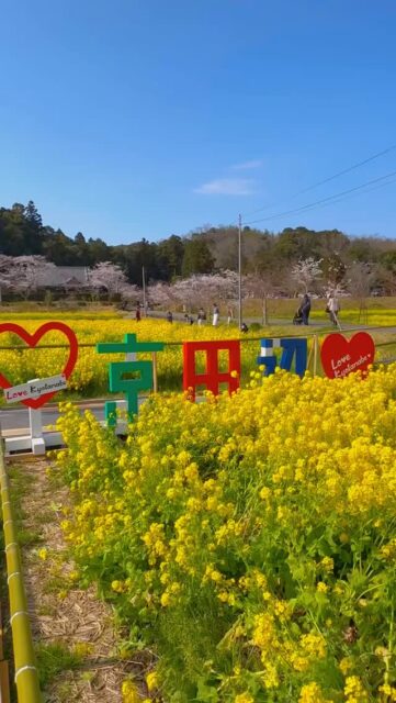 2026菜の花と桜🌸

毎年楽しみにしている普賢寺さんの菜の花畑✨
今年も桜と菜の花のコラボがとても綺麗で圧巻でした！

@kankoukyotanabe 
@fugenjifureainoeki 

#普賢寺
#普賢寺ふれあいの駅 
#京田辺 
#菜の花 
#京都不動産

=========================
不動産 売買・賃貸・管理・媒介

株式会社創土(ソート）
〒610-0313
京都府京田辺市三山木中央6丁目9番地1
TEL: 0774-62-1128
FAX: 0774-62-1232

ホームページも随時更新中♪
https://soto-realestate.com/
=========================